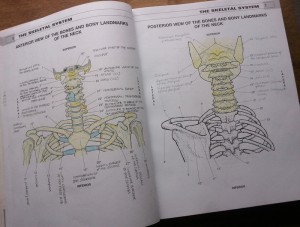 A page from the anatomy colouring book